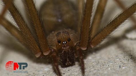 araa violinista ibiza|Araña violinista asesina en Ibiza: cómo reconocerla y qué hacer。